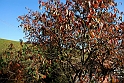 San damiano d'Asti - Colori d'autunno 2009_21